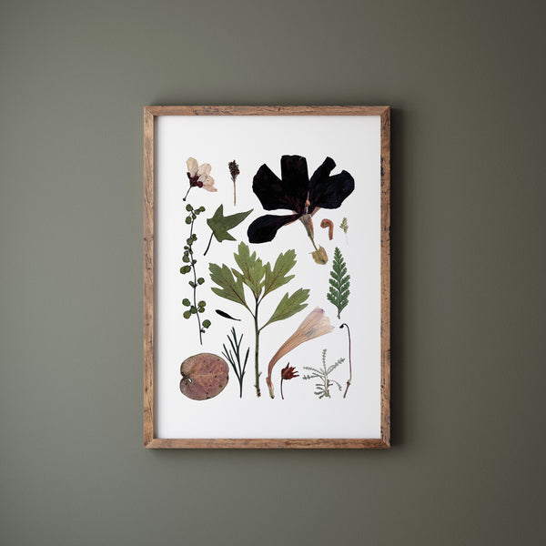 'SECRET TRAIL' BOTANICAL COLLATION - Art Print