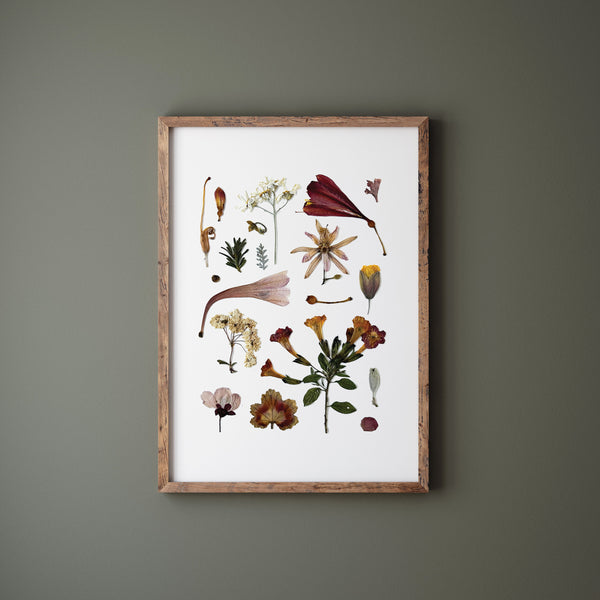 'AUTUMN DAWN' BOTANICAL COLLATION - Art Print