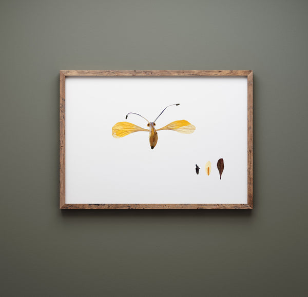'GILBERT' - Art Print