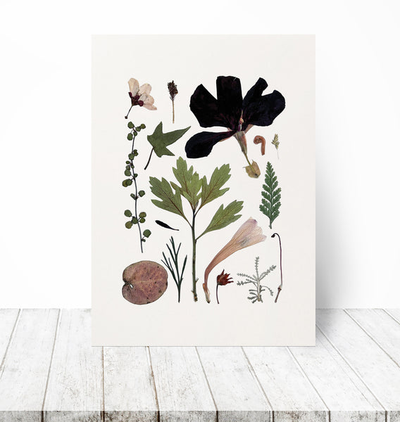 'SECRET TRAIL' BOTANICAL COLLATION - Art Print