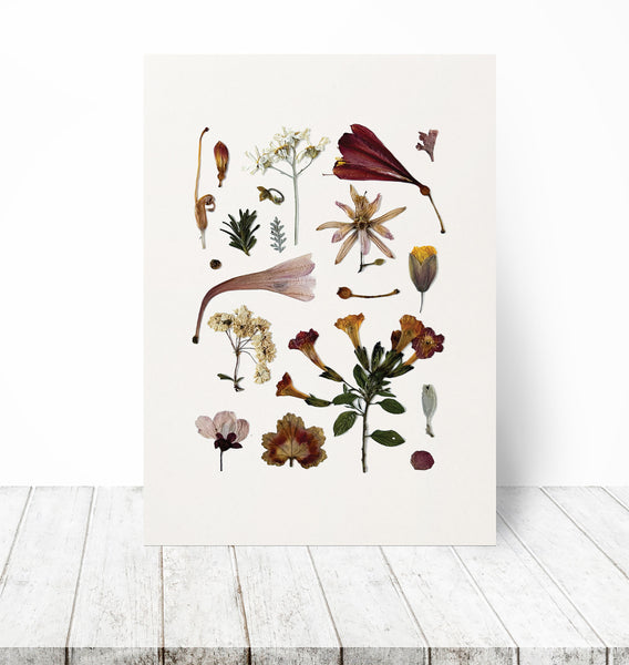 'AUTUMN DAWN' BOTANICAL COLLATION - Art Print