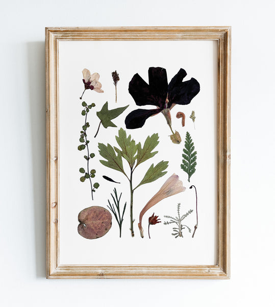 'SECRET TRAIL' BOTANICAL COLLATION - Art Print