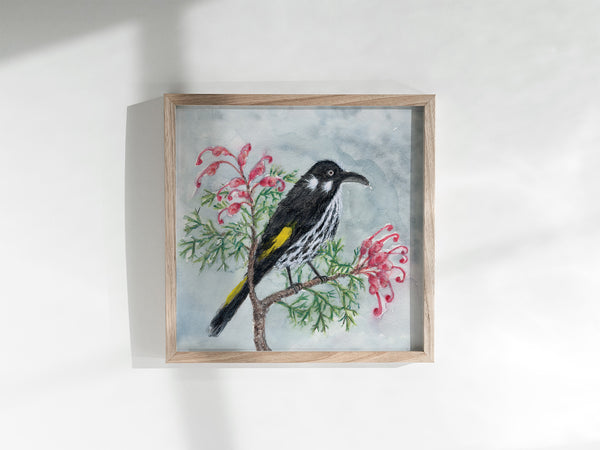NEW HOLLAND HONEYEATER IN GREVILLEA - Art Print
