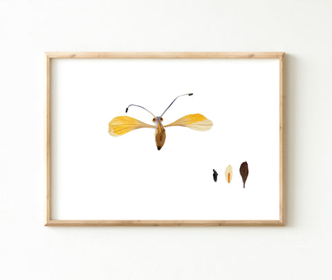 'GILBERT' - Art Print