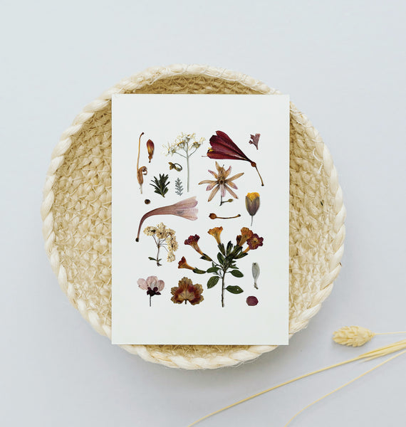 'AUTUMN DAWN' BOTANICAL COLLATION - Art Print
