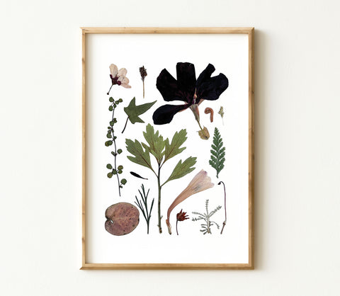 'SECRET TRAIL' BOTANICAL COLLATION - Art Print