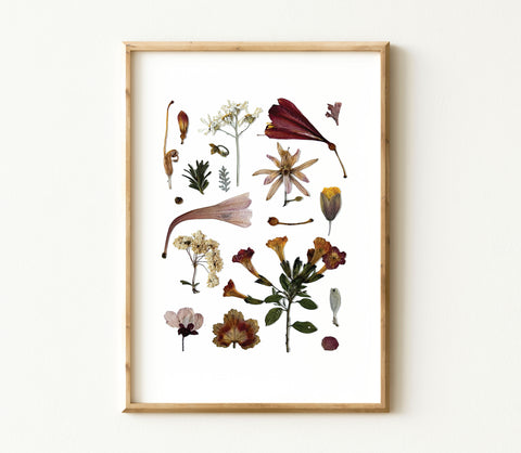 'AUTUMN DAWN' BOTANICAL COLLATION - Art Print