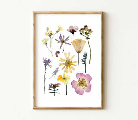 'BAREFOOT MEADOW' BOTANICAL COLLATION - Art Print