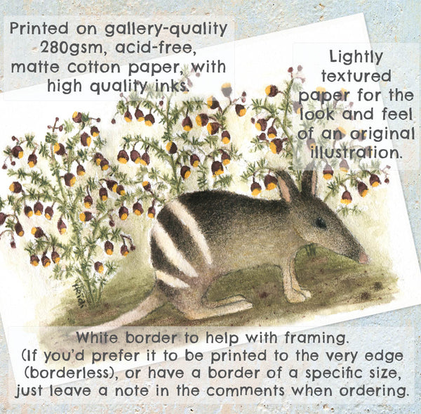 BANDICOOT AND BORONIAS - Art Print