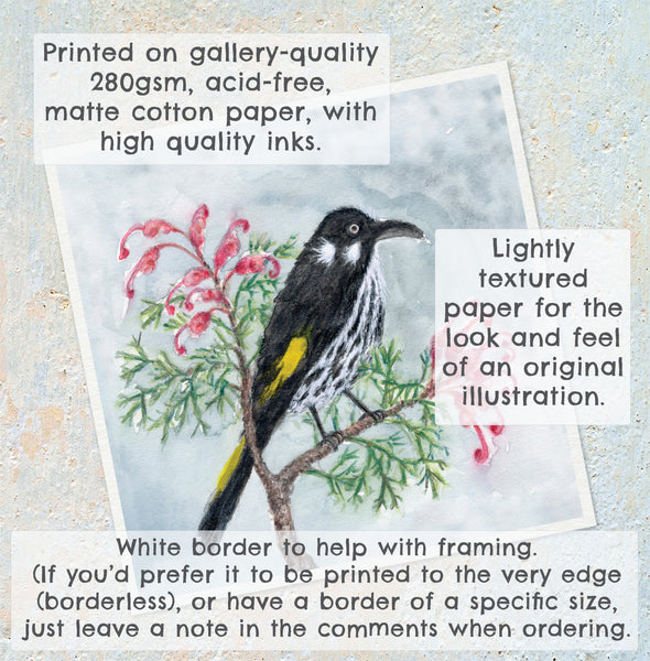 NEW HOLLAND HONEYEATER IN GREVILLEA - Art Print