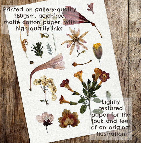 'AUTUMN DAWN' BOTANICAL COLLATION - Art Print
