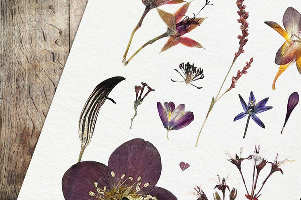 'WINTER TONIC' - Art Print