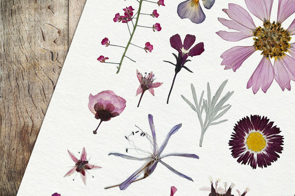 'DAYDREAMER' - Art Print