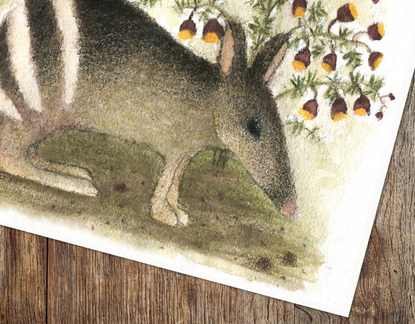 BANDICOOT AND BORONIAS - Art Print