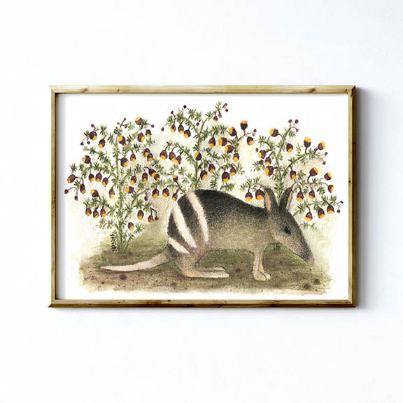 BANDICOOT AND BORONIAS - Art Print