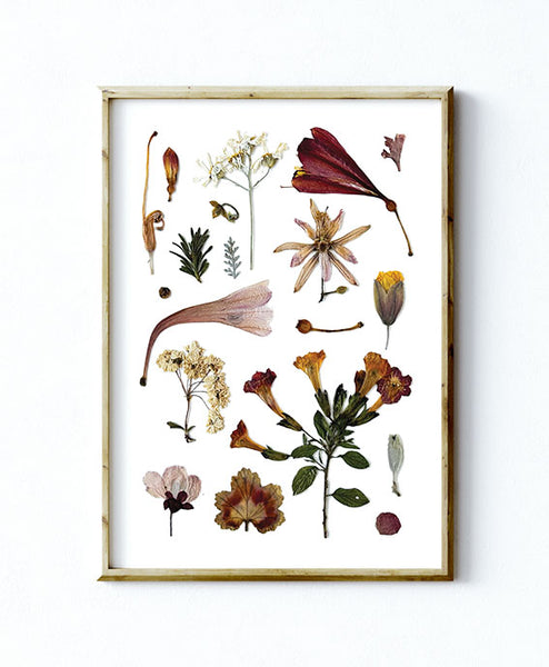 'AUTUMN DAWN' BOTANICAL COLLATION - Art Print