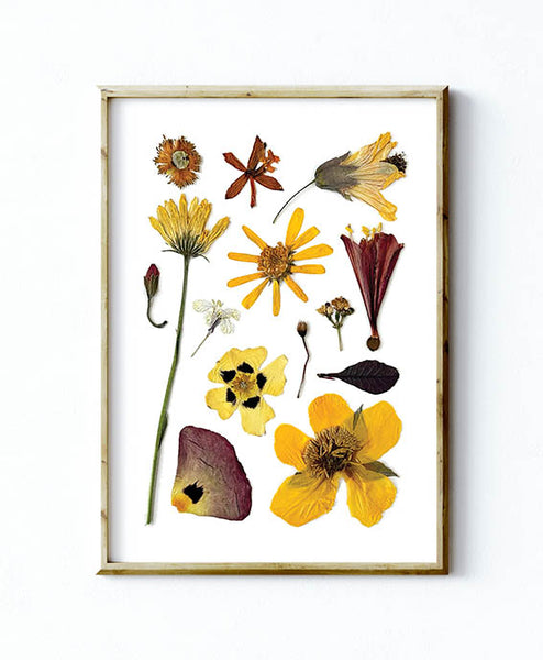 'SUNNY DAYS' BOTANICAL COLLATION - Art Print